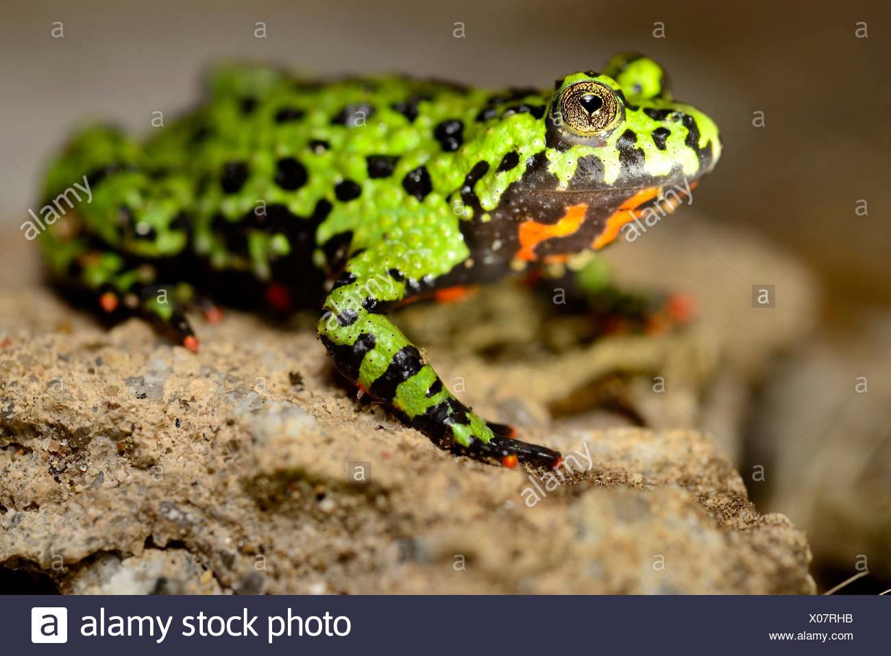 albino fire belly toad for sale