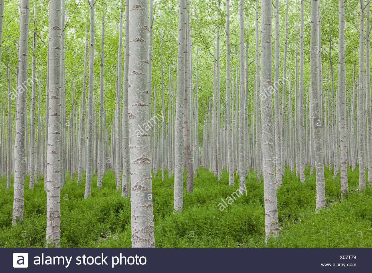 Straight Trunk High Resolution Stock Photography And Images Alamy
