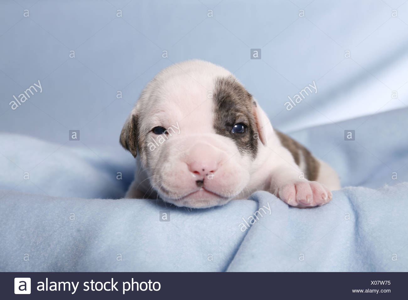 baby american bulldog