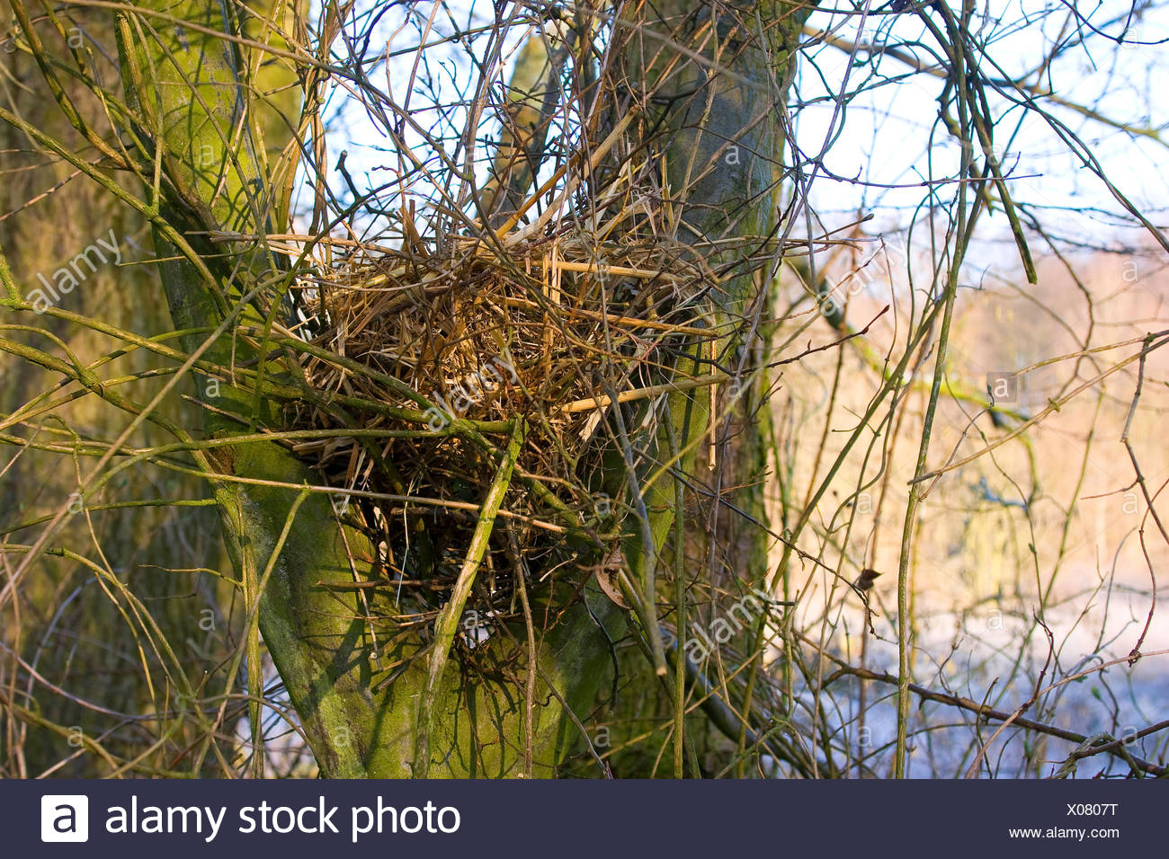 Squirrel Nest High Resolution Stock Photography and Images - Alamy