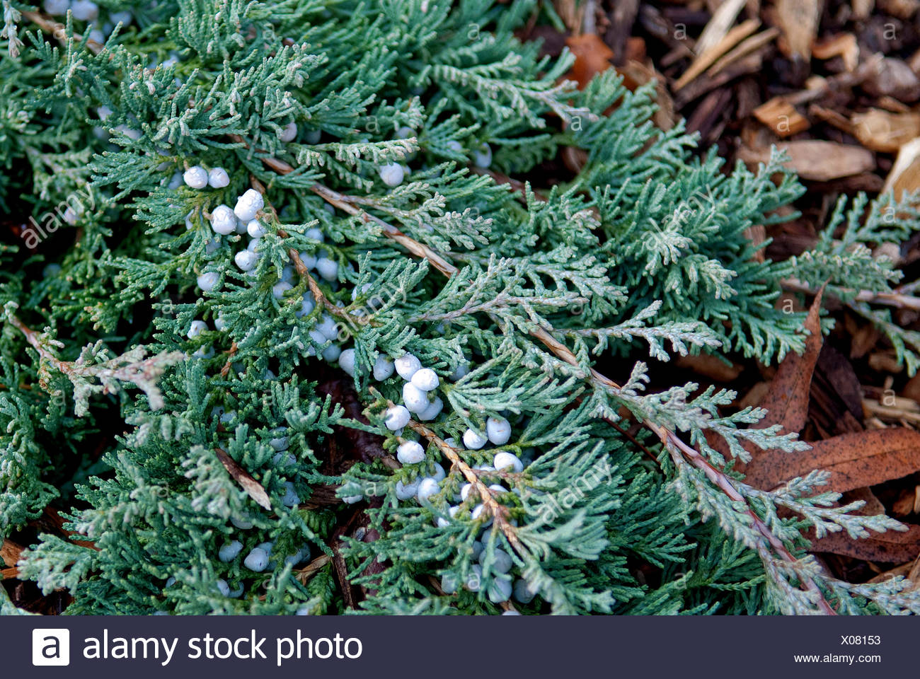 Heritage Nursery West Evergreen Shrubs