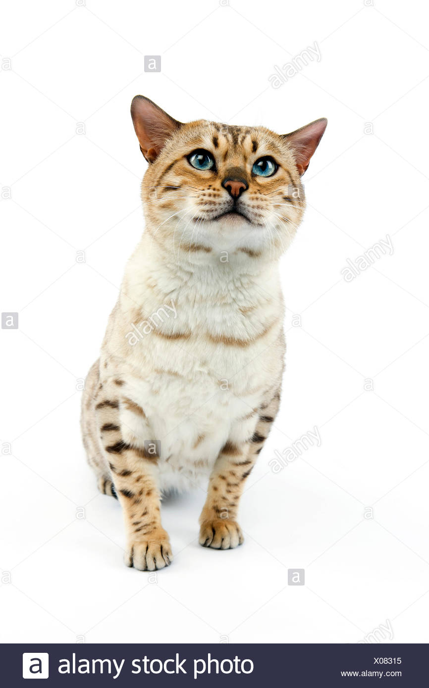 Seal Mink Tabby Bengal High Resolution Stock Photography and Images Alamy