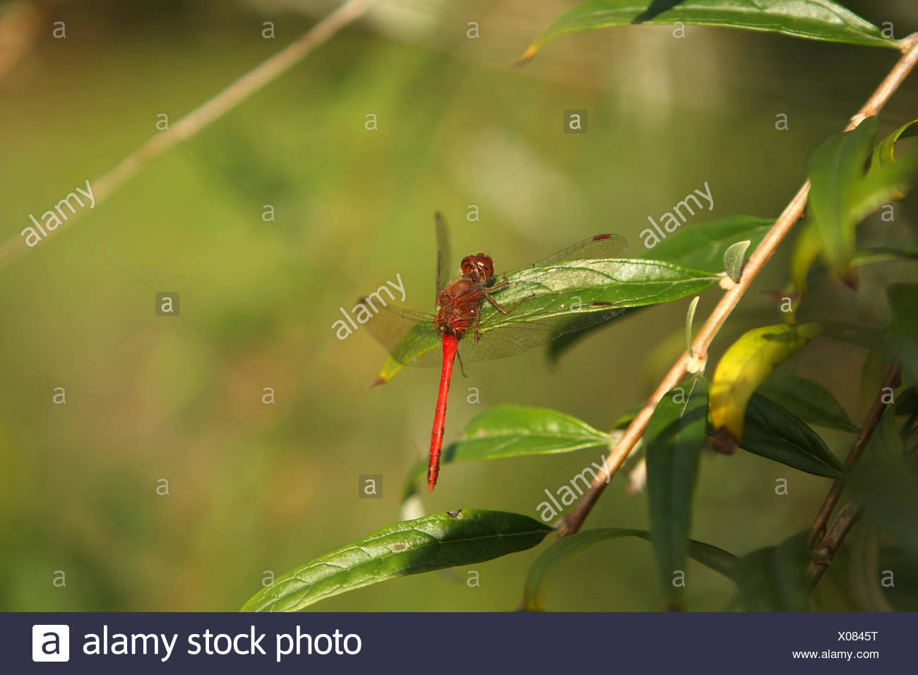 Ruby Meadowhawk Dragonfly Male Stock Photo