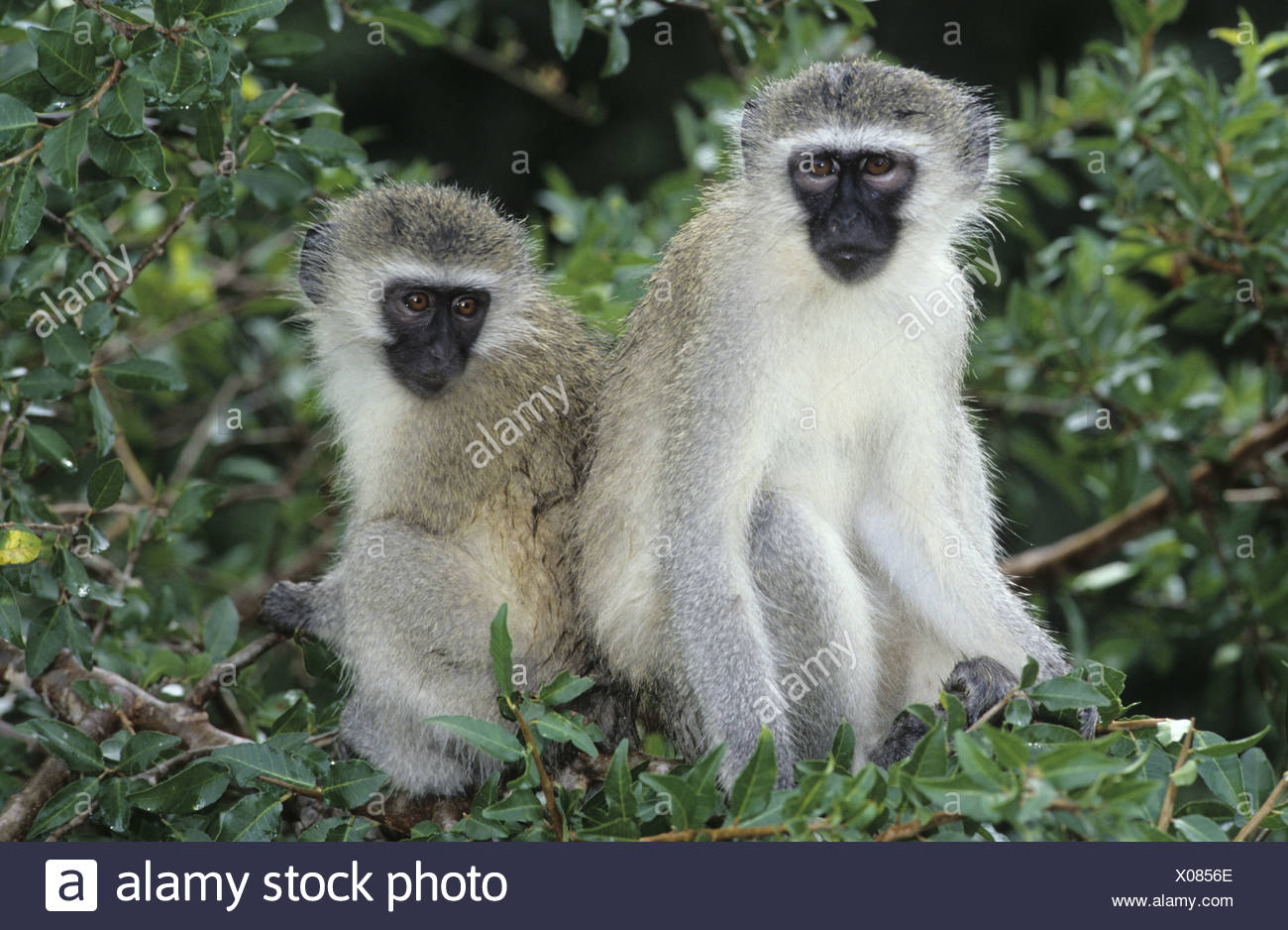 Vervet Monkey Ape Monkey Cercopithecus Aethiops Cercopiteco Verde Namibia Africa Stock Photo Alamy