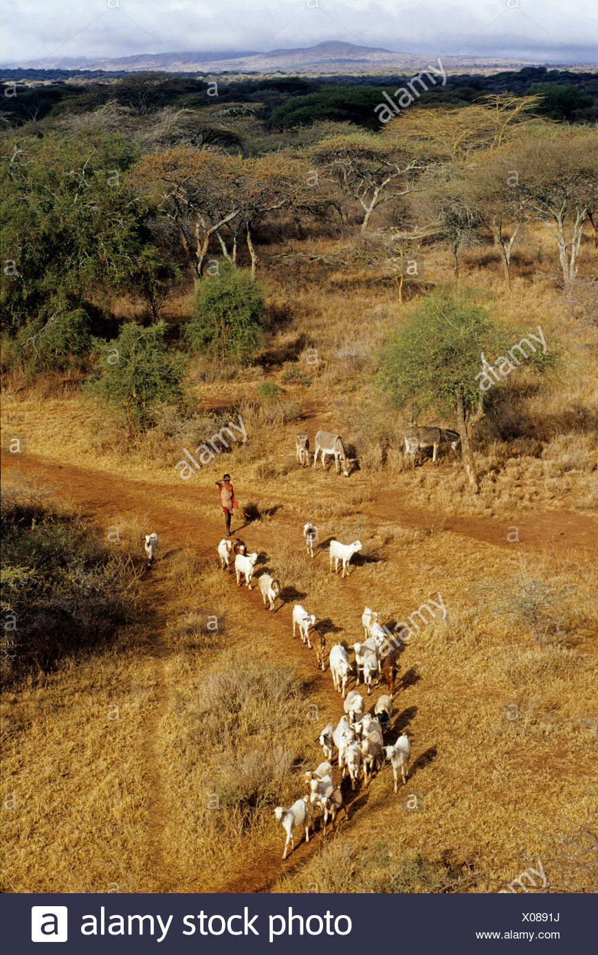Vue Aerienne De La Savane Aux Environs De Namanga Kenya Afrique Stock Photo Alamy