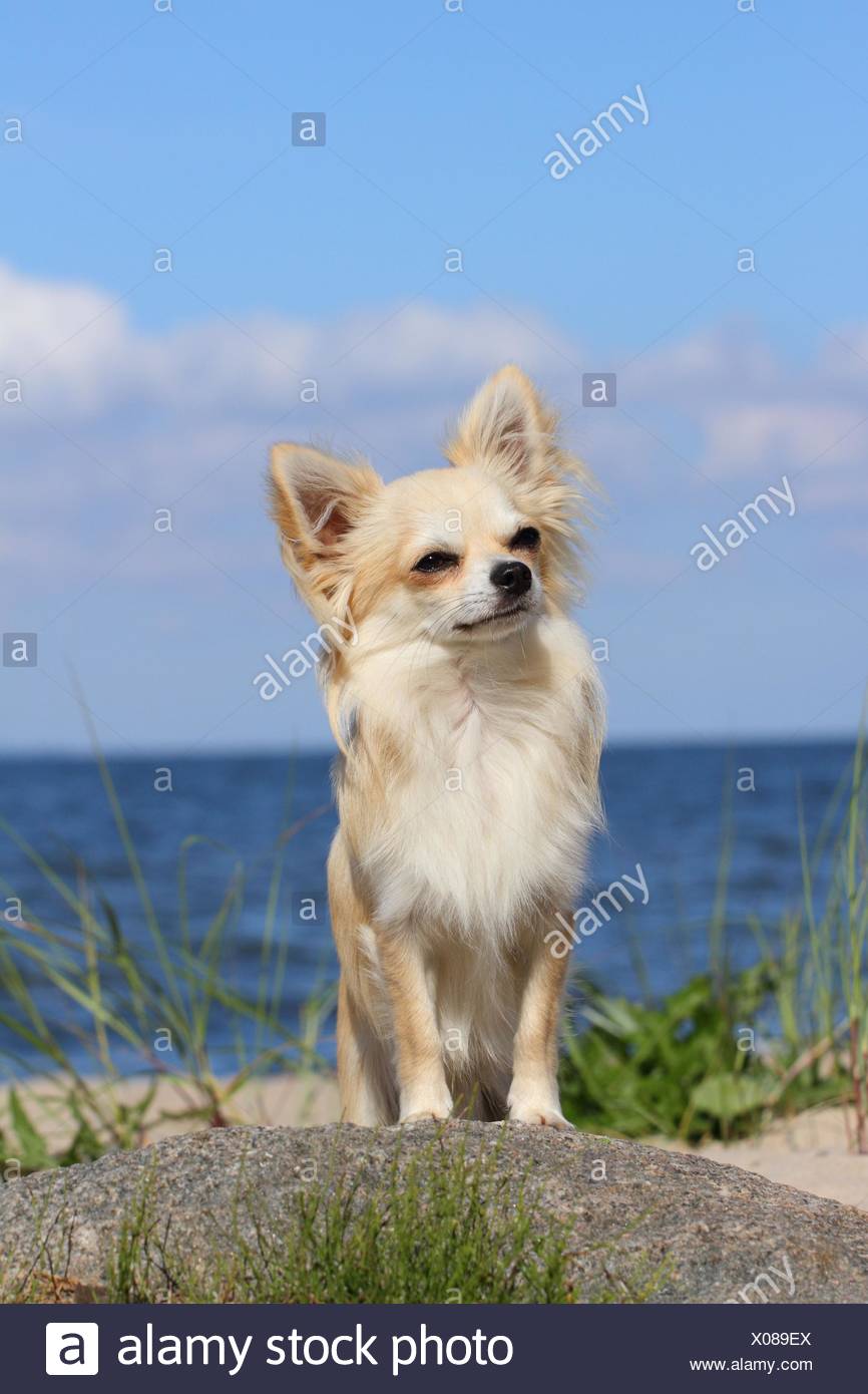 Blonde Chihuahua Stock Photos Blonde Chihuahua Stock Images Alamy
