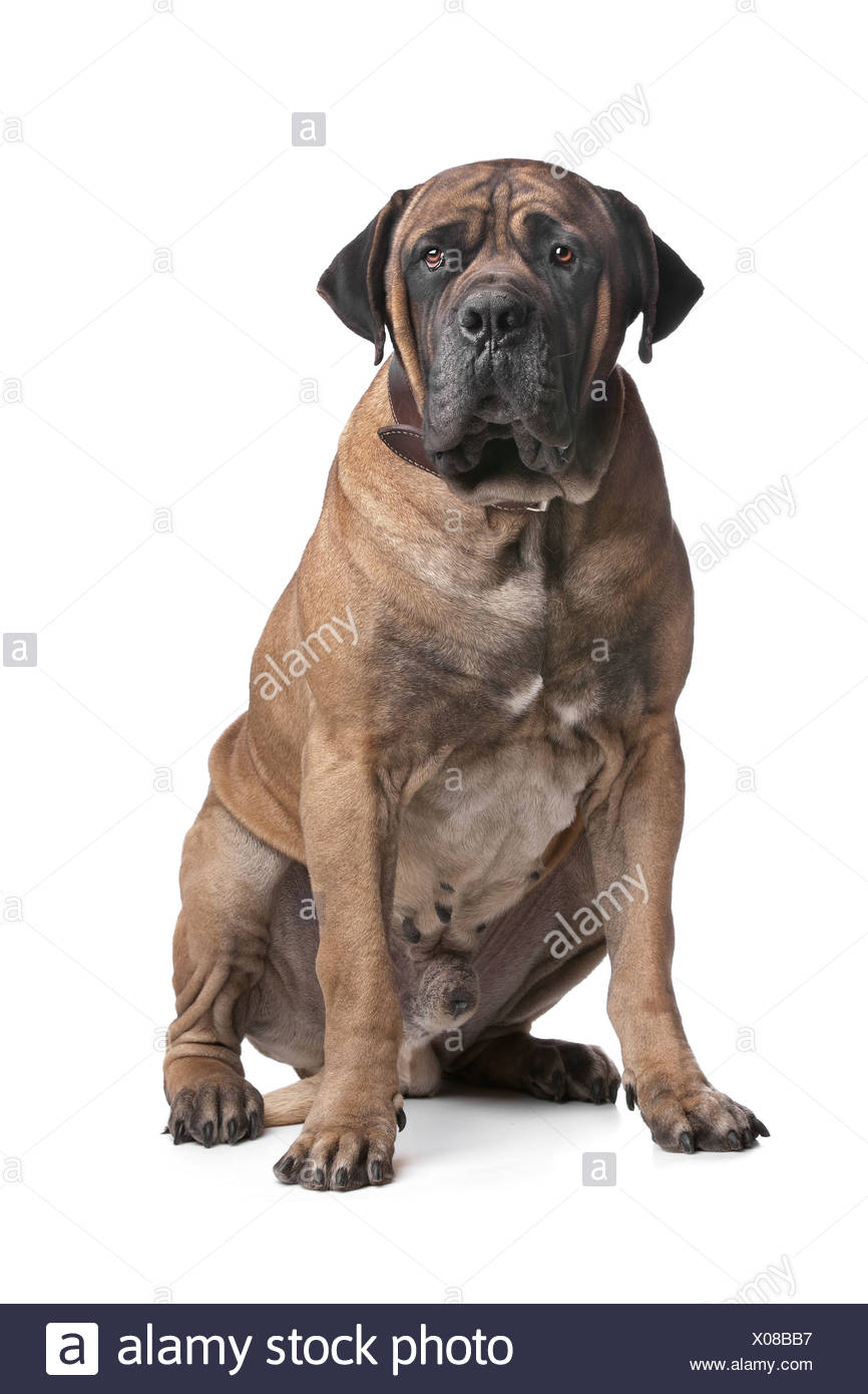 white boerboel