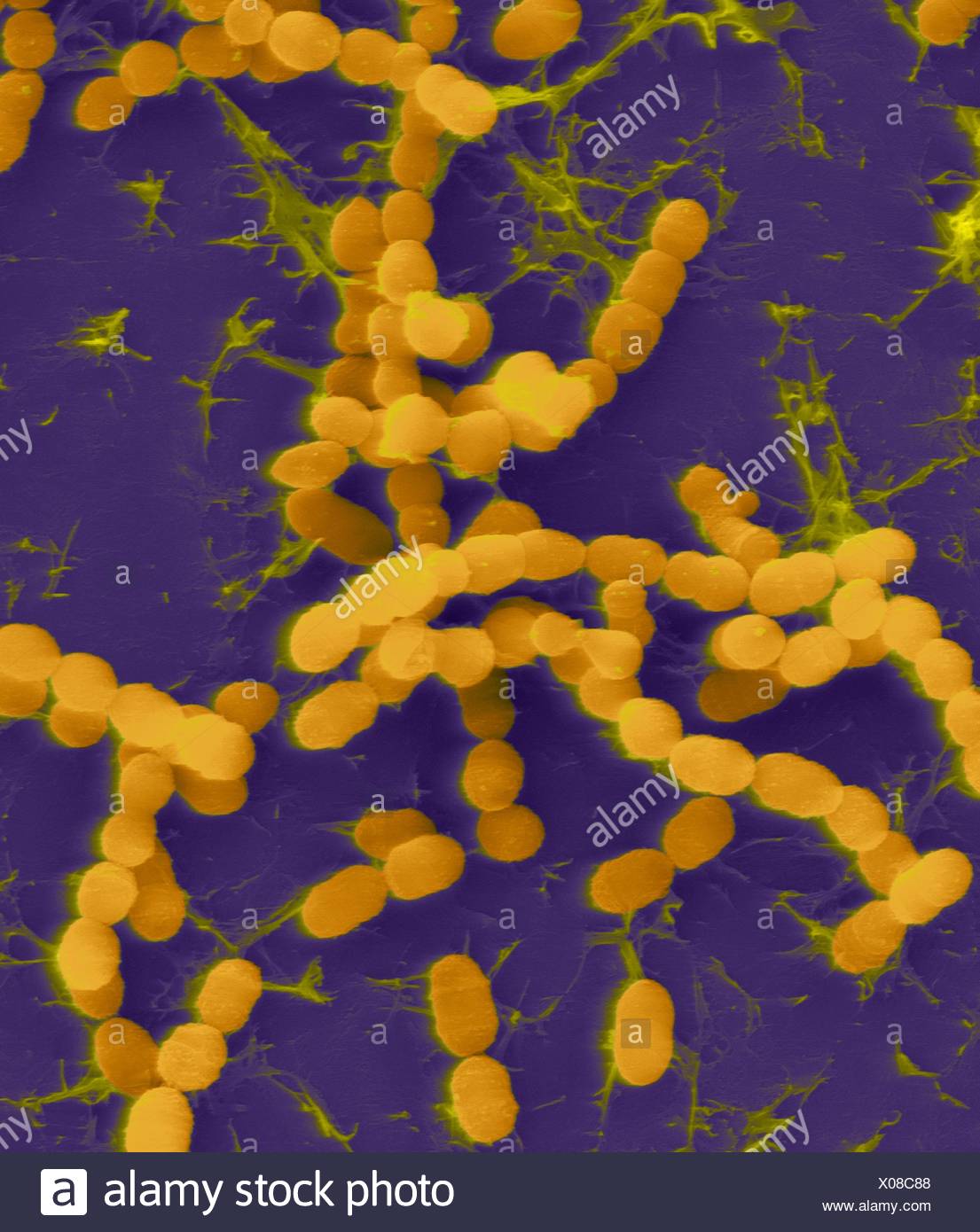 Streptococcus Salivarius High Resolution Stock Photography and Images ...