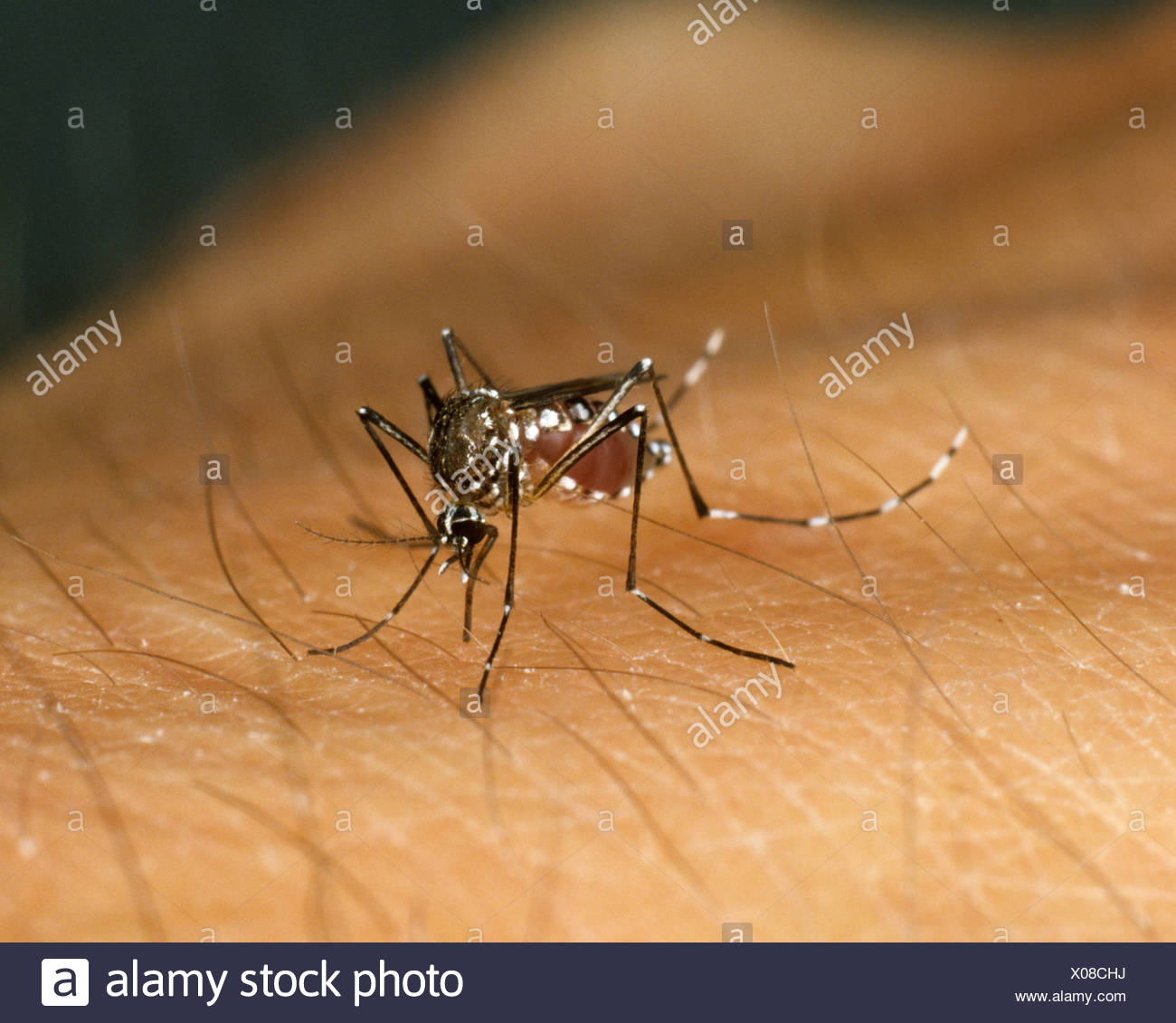 Aegypti Stock Photos & Aegypti Stock Images - Alamy