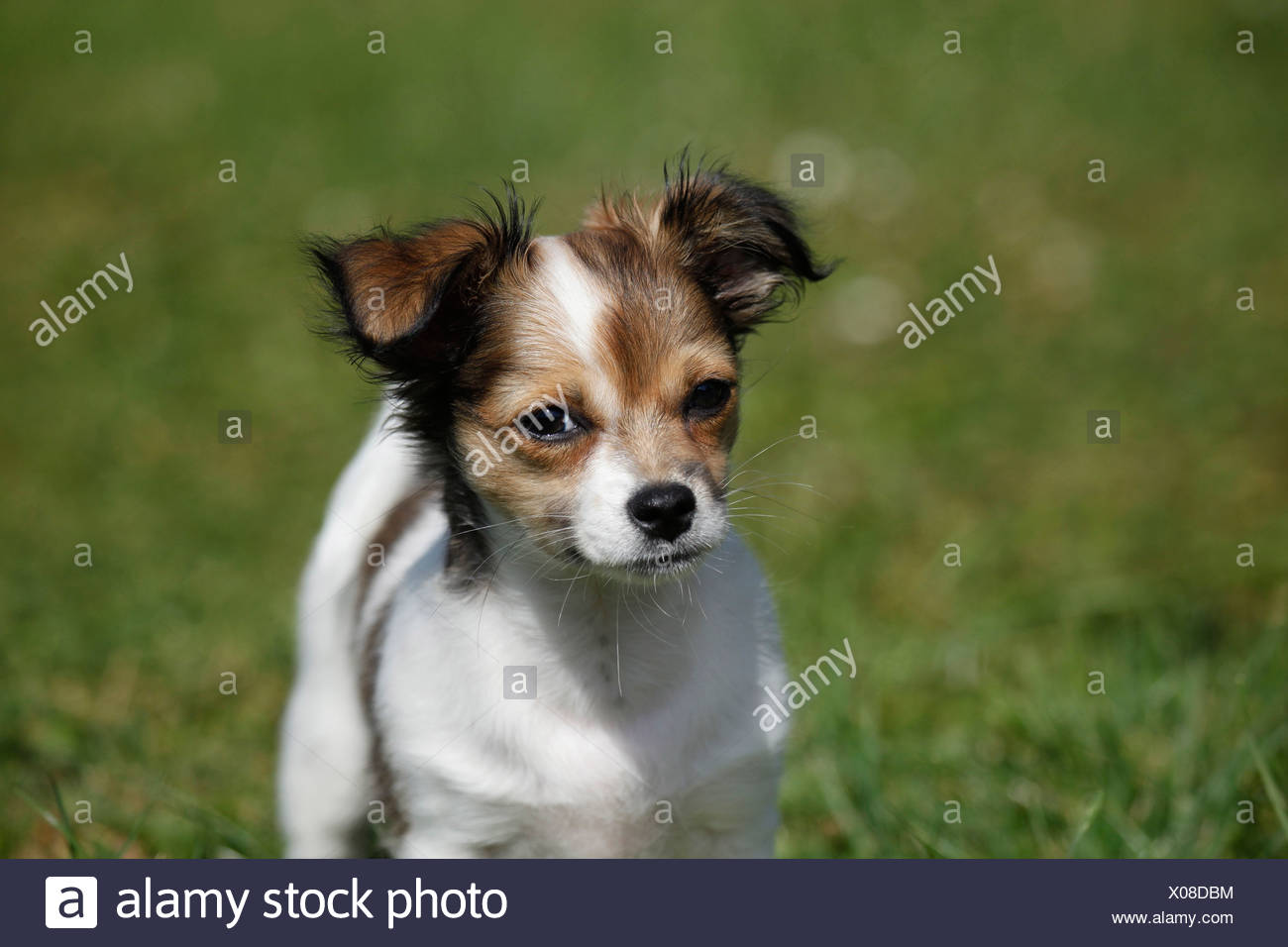 Long Haired Jack Russell Terrier Stock Photos Long Haired Jack