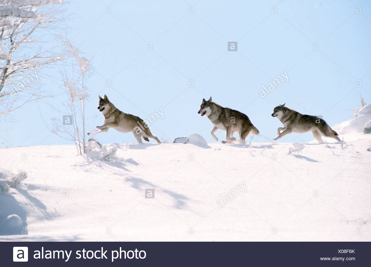 running wolf pack