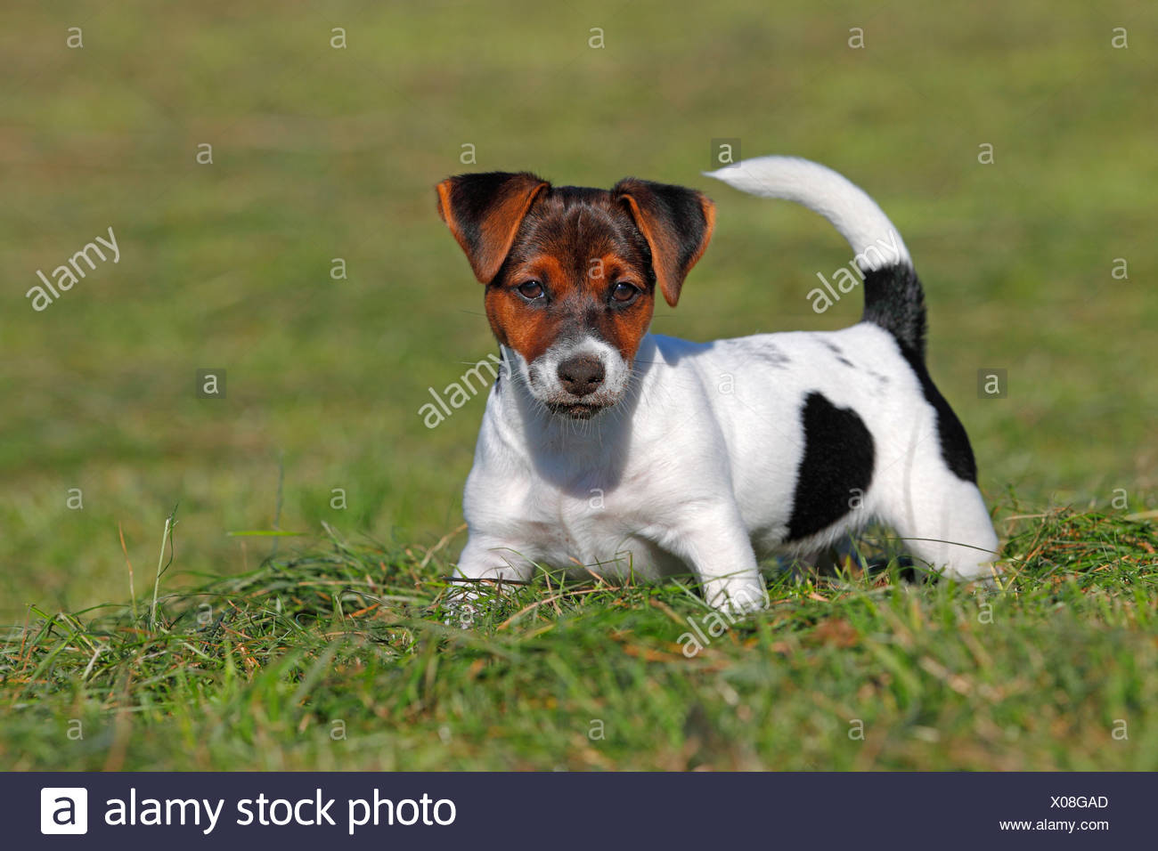 Young Jack Russell Terrier Dog Canis Lupus Familiaris Puppy