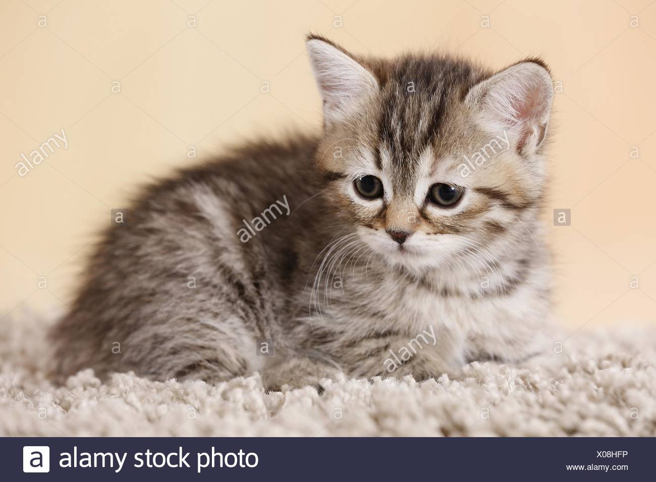 egyptian mau cross