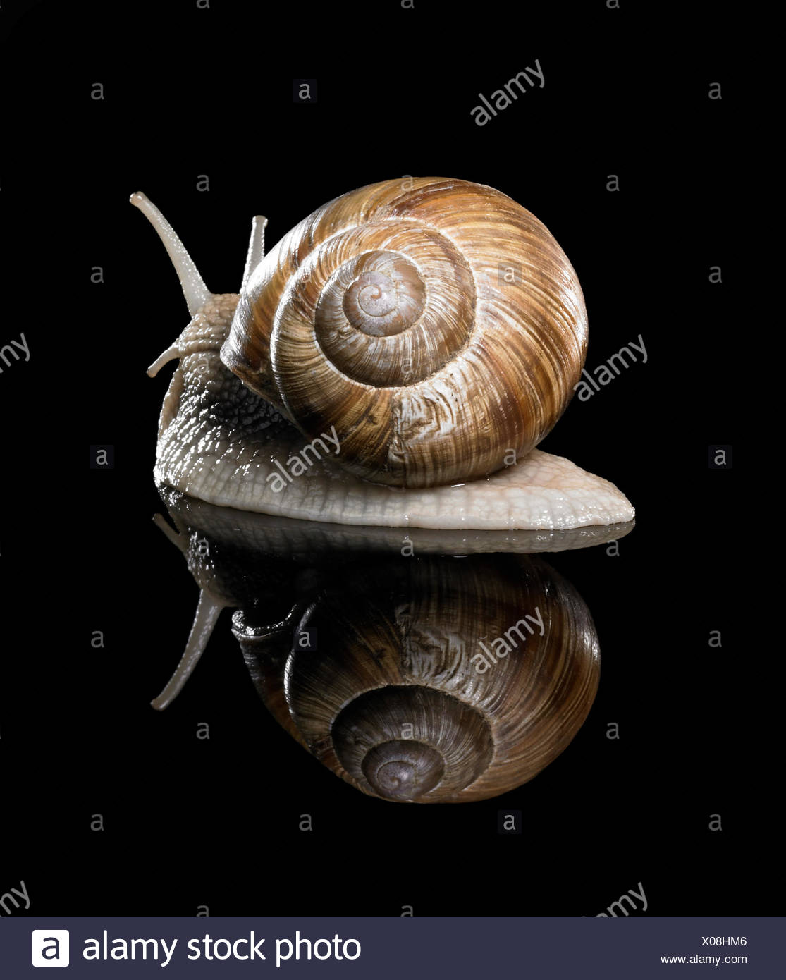 studio photography of a Grapevine snail creeping in black reflective back Stock Photo