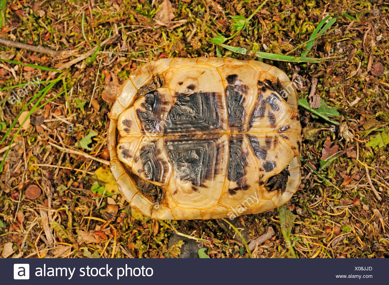 ibera greek tortoise