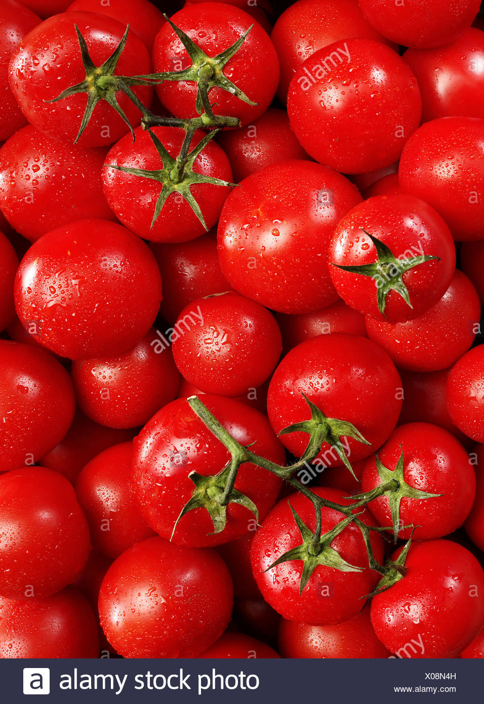 Strauchtomaten Lycopersicon Esculentum Still Life Tomaten