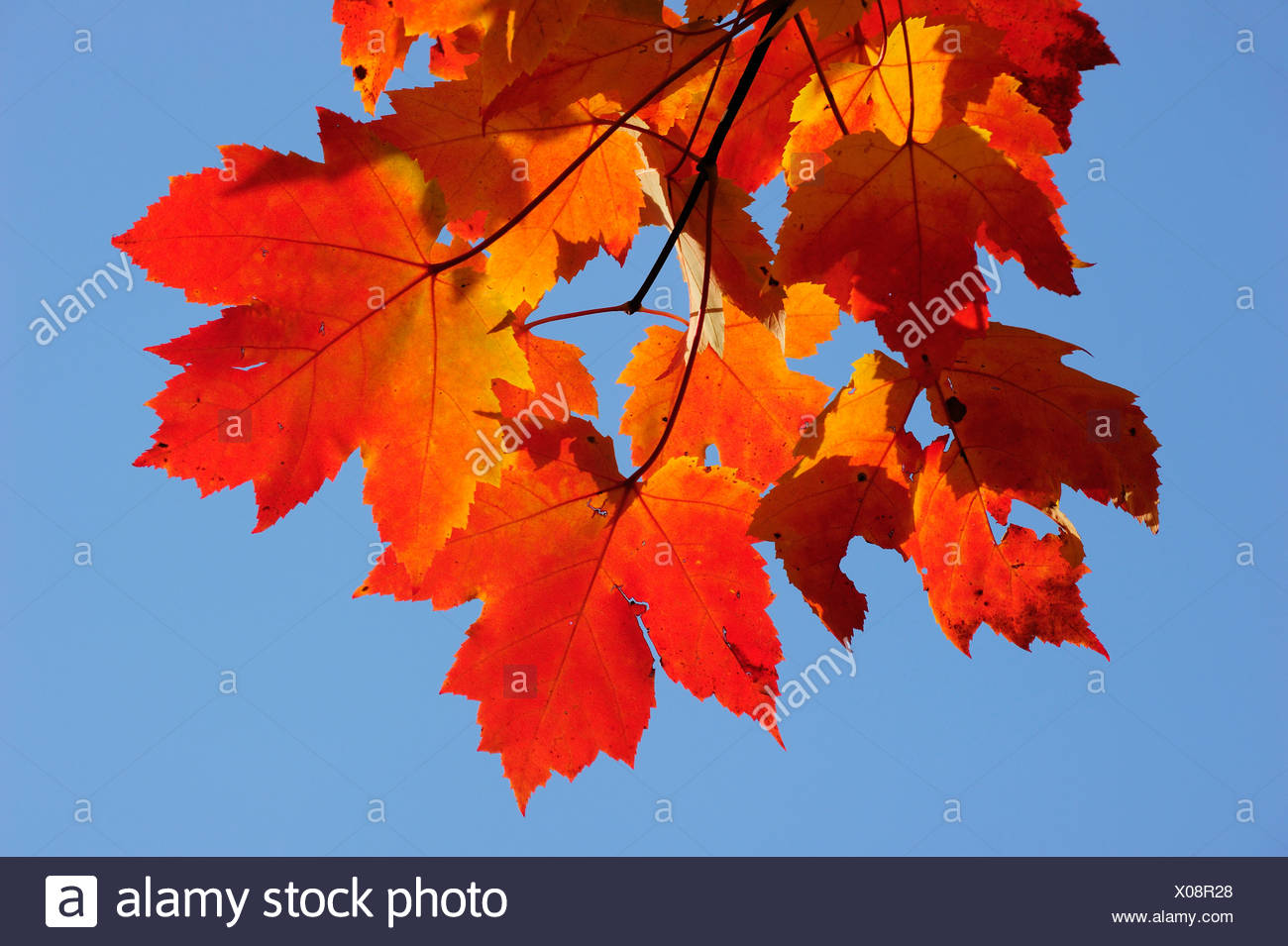 can guinea pigs eat maple leaves