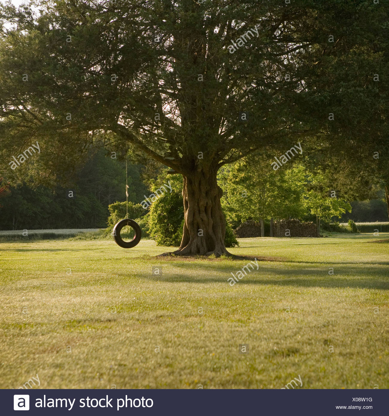 Tire Swing Hanging From Tree Stock Photo 275561148 Alamy