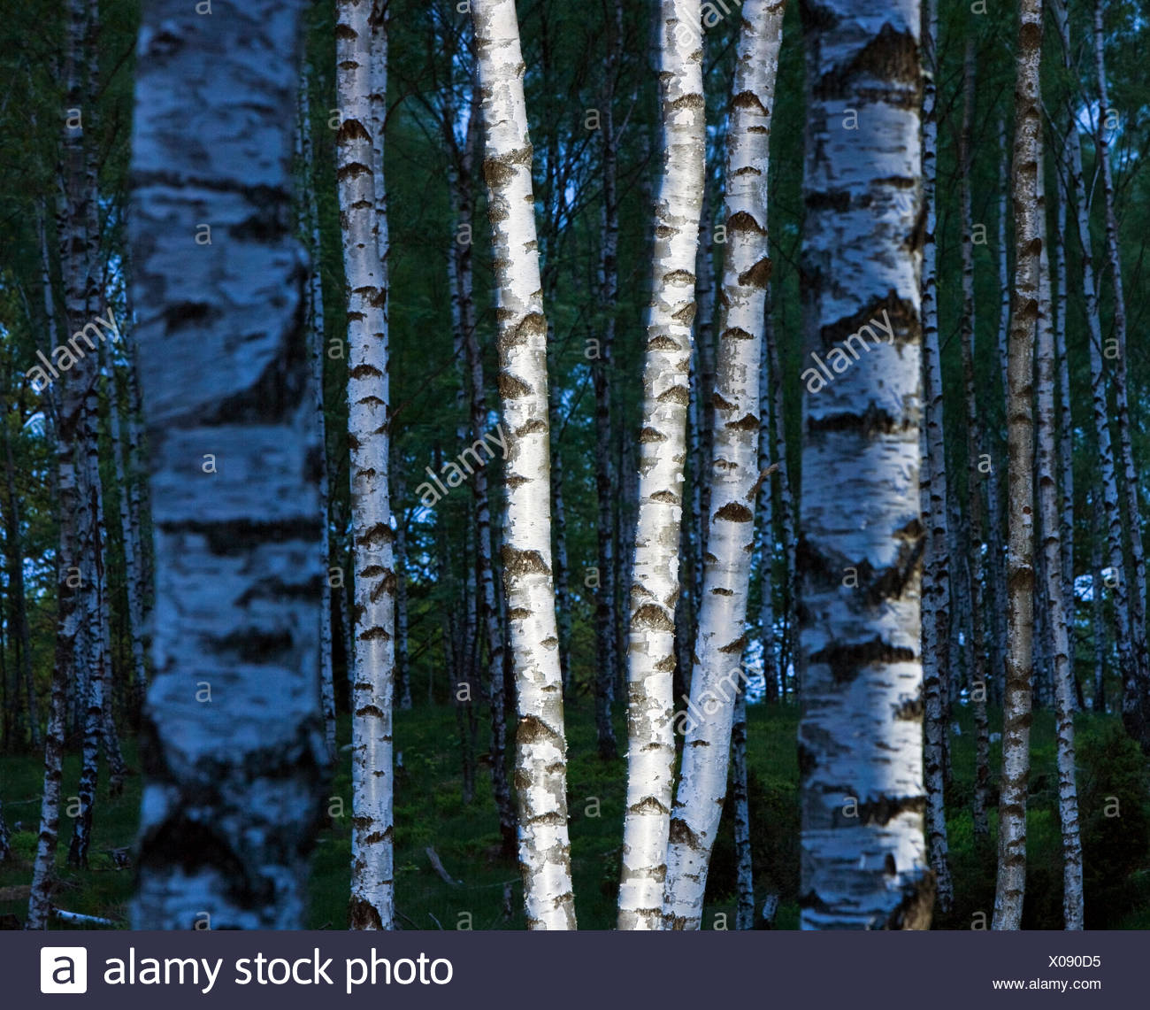 Birch Forest Night Stock Photos & Birch Forest Night Stock Images Alamy