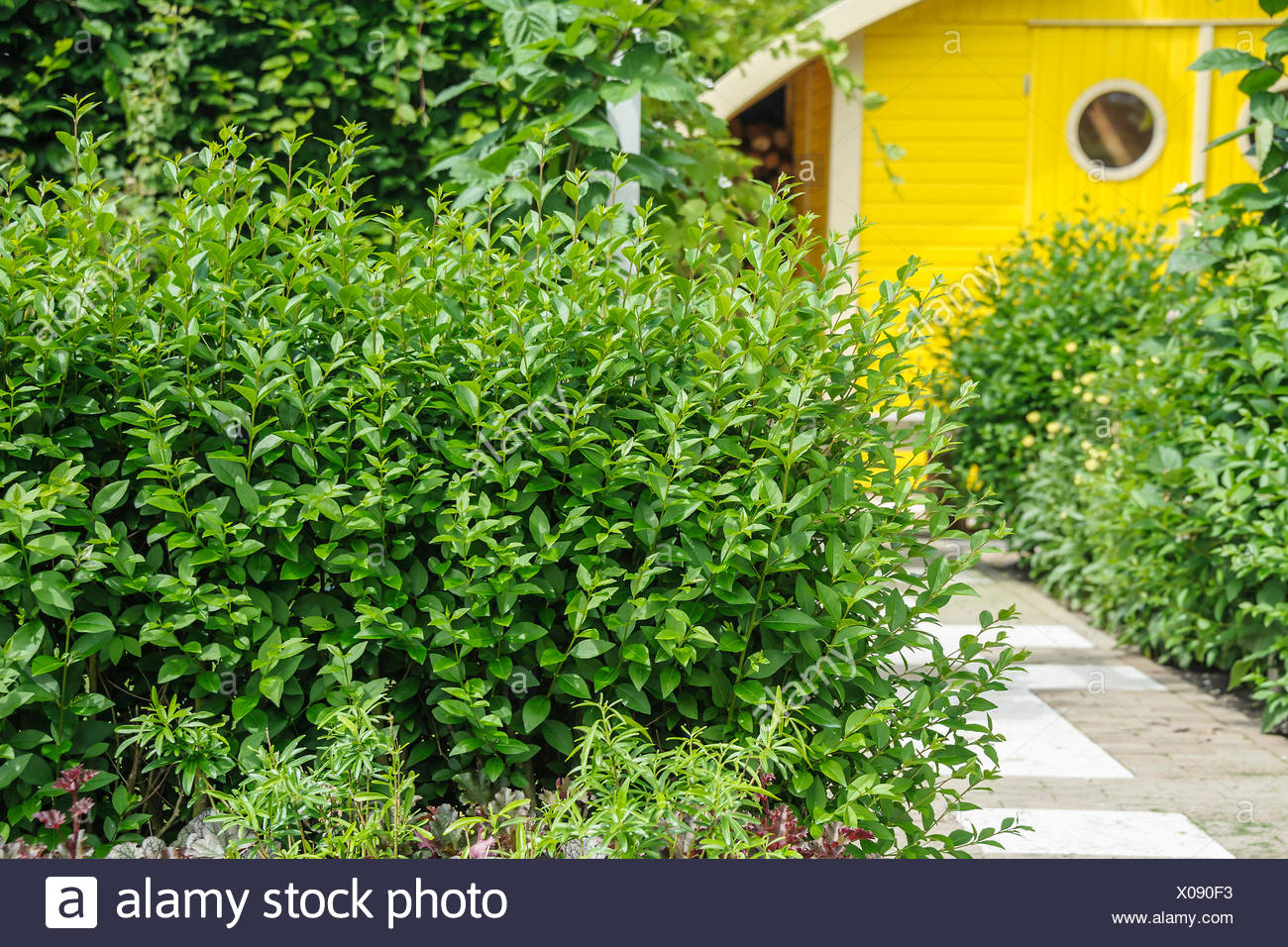 Privet Privet Flowers Flower Choices