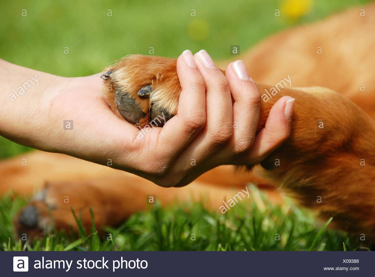 Dog paw and hand shaking Stock Photo - Alamy