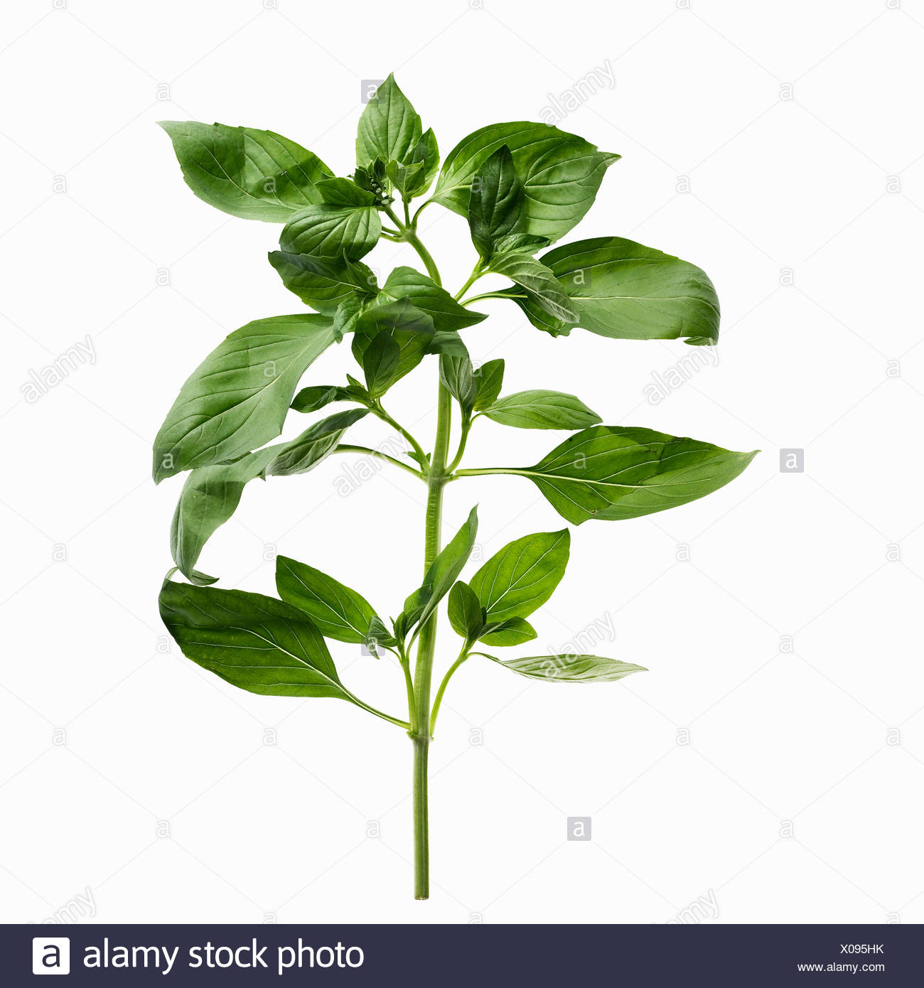 Close Up Of Sprig Of Herbs Stock Photo Alamy Close Up Of Sprig Of Herbs Stock Photo Alamy