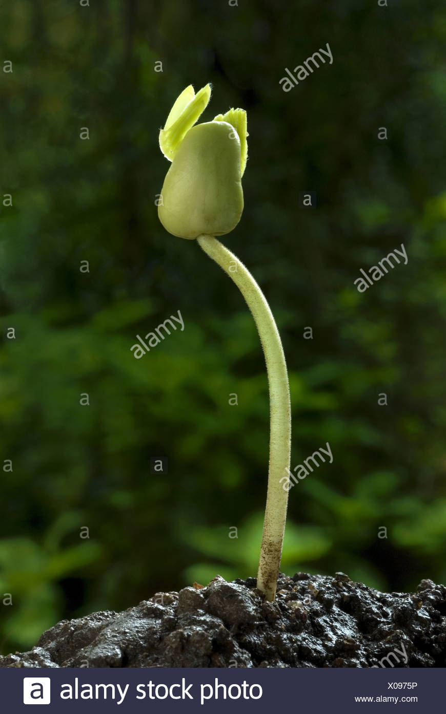 Tamarind Tamarindus Indica Germinating Seed With Shoot Trivandrum Kerala India Stock Photo Alamy