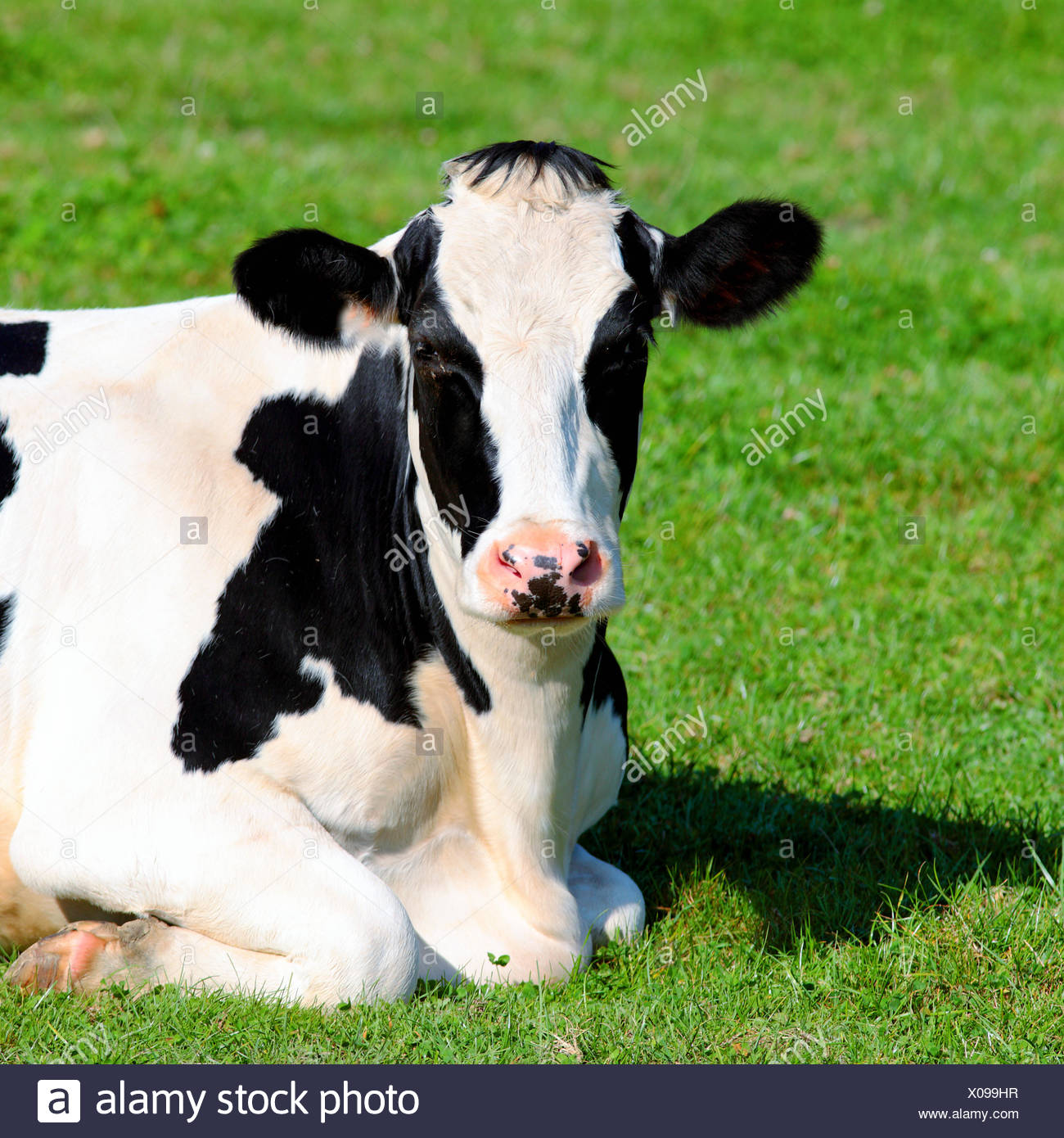 Cow Laying Down High Resolution Stock Photography and Images - Alamy