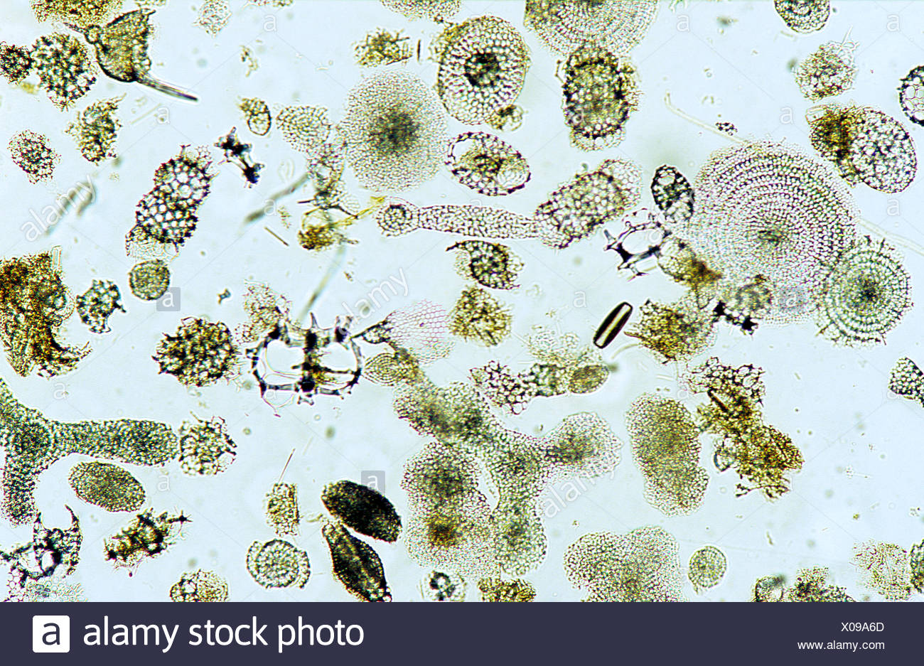 [DIAGRAM] Annotated Diagram Of Radiolaria