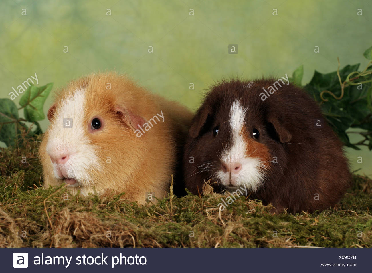 us teddy guinea pig