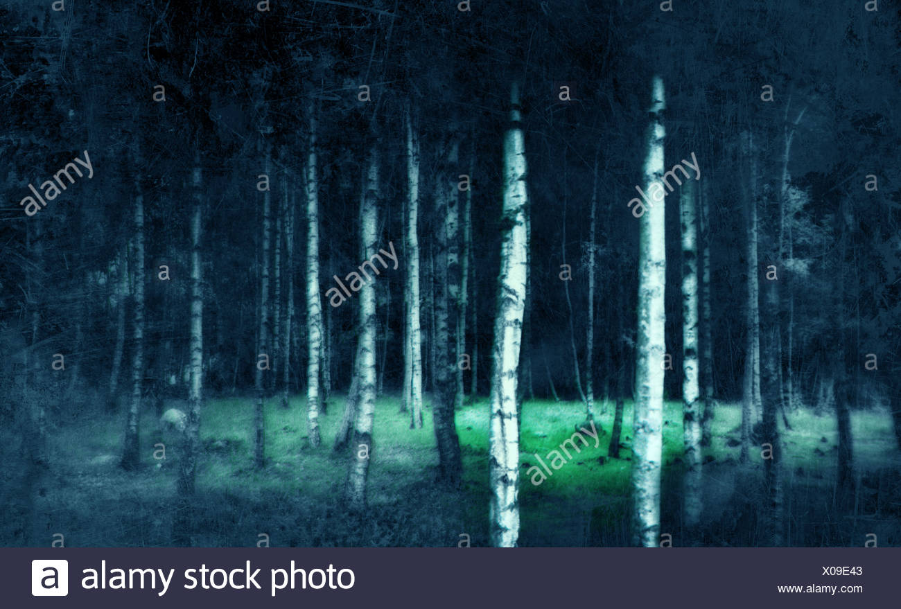 Birch Forest Night Stock Photos & Birch Forest Night Stock Images Alamy