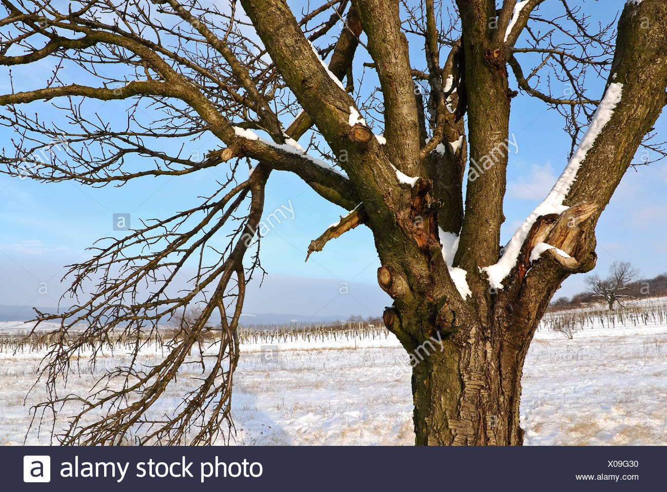 Winter Cherry Tree Stock Photos & Winter Cherry Tree Stock Images Alamy