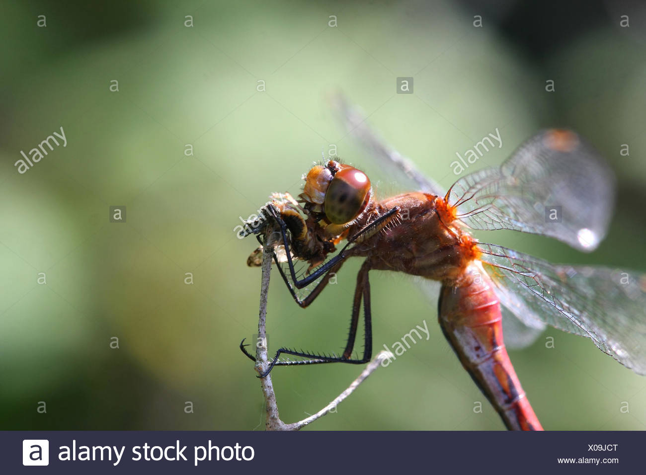 Ruby Meadowhawk Dragonfly Stock Photo