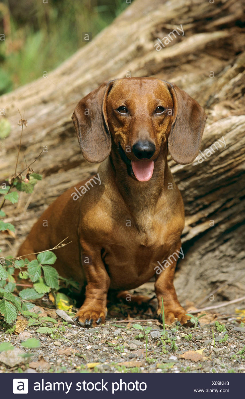 Short Haired Dachshund Dog Sitting Stock Photo 275578887 Alamy