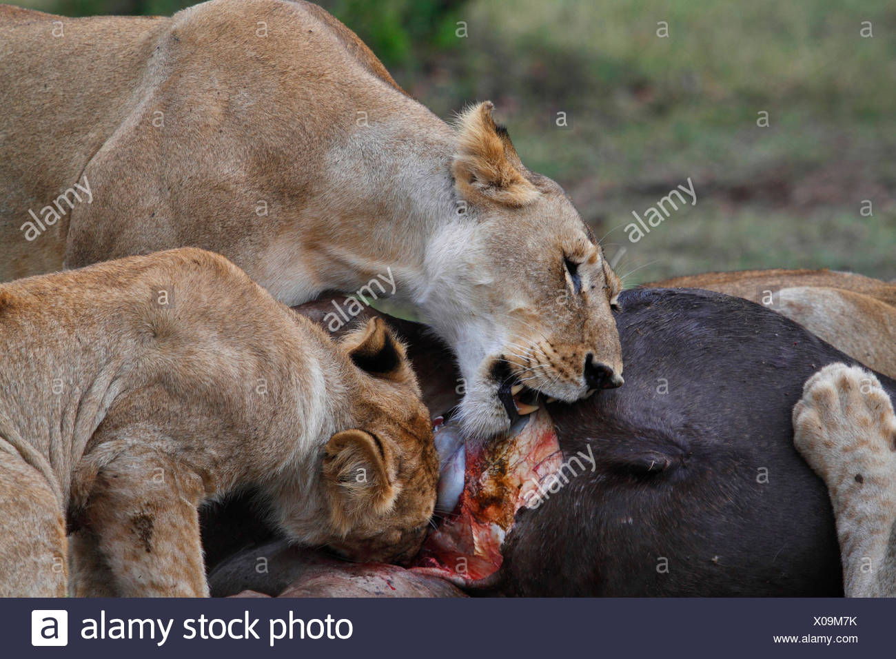 lions eating prey pic lions eating prey pic
