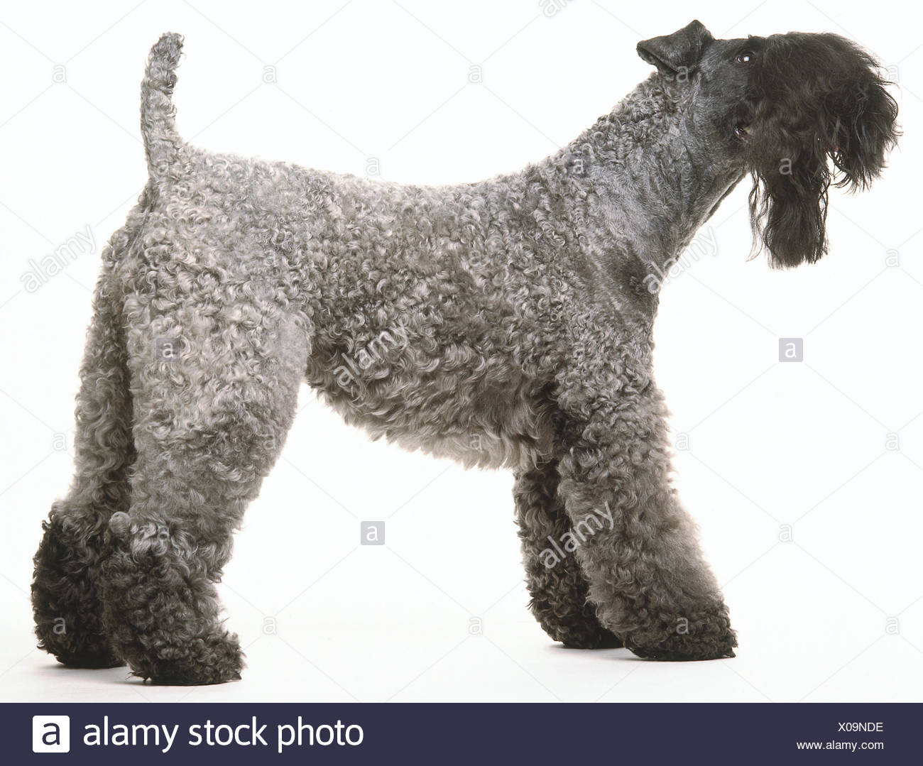 curly schnauzer
