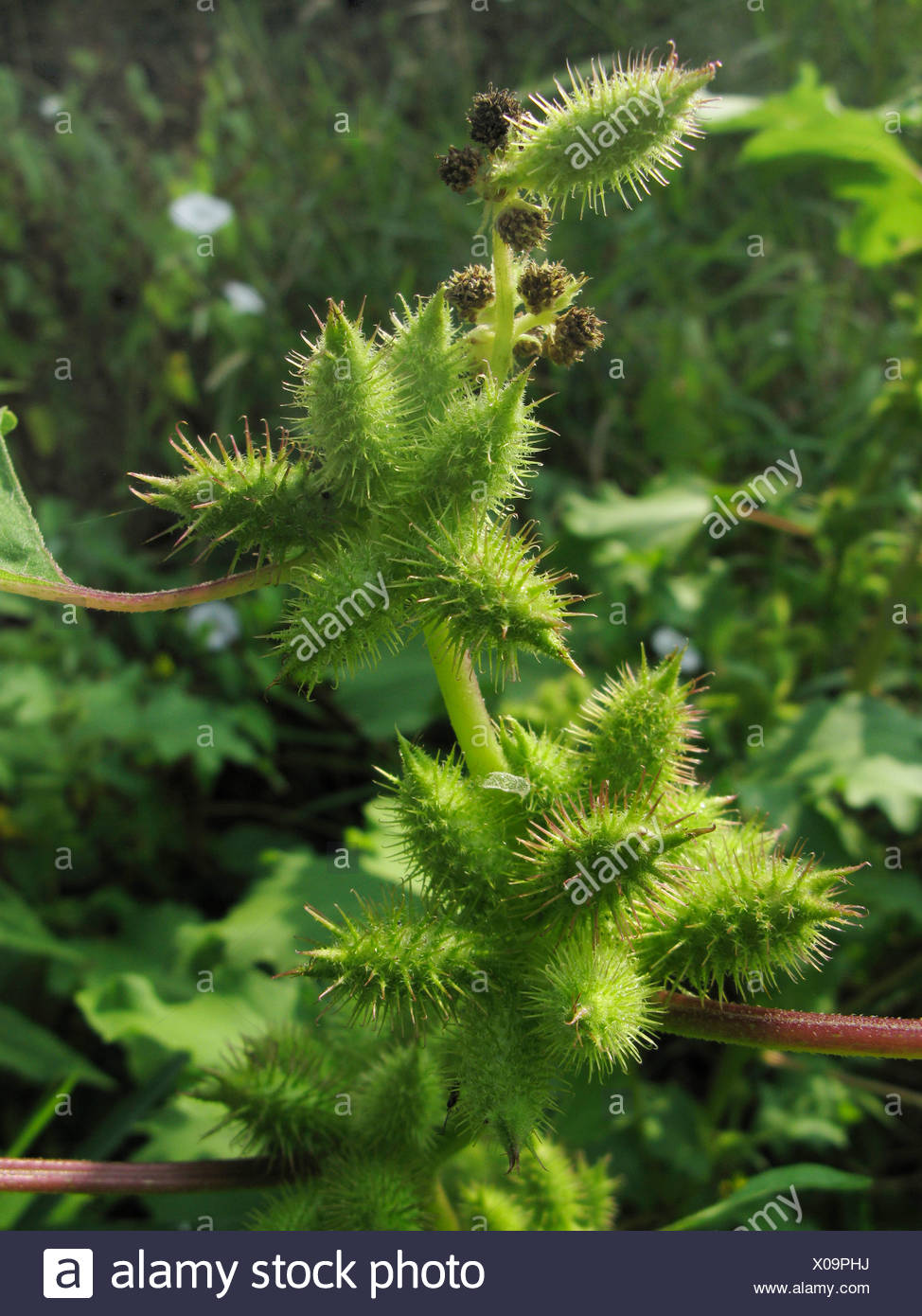 Cocklebur High Resolution Stock Photography and Images - Alamy