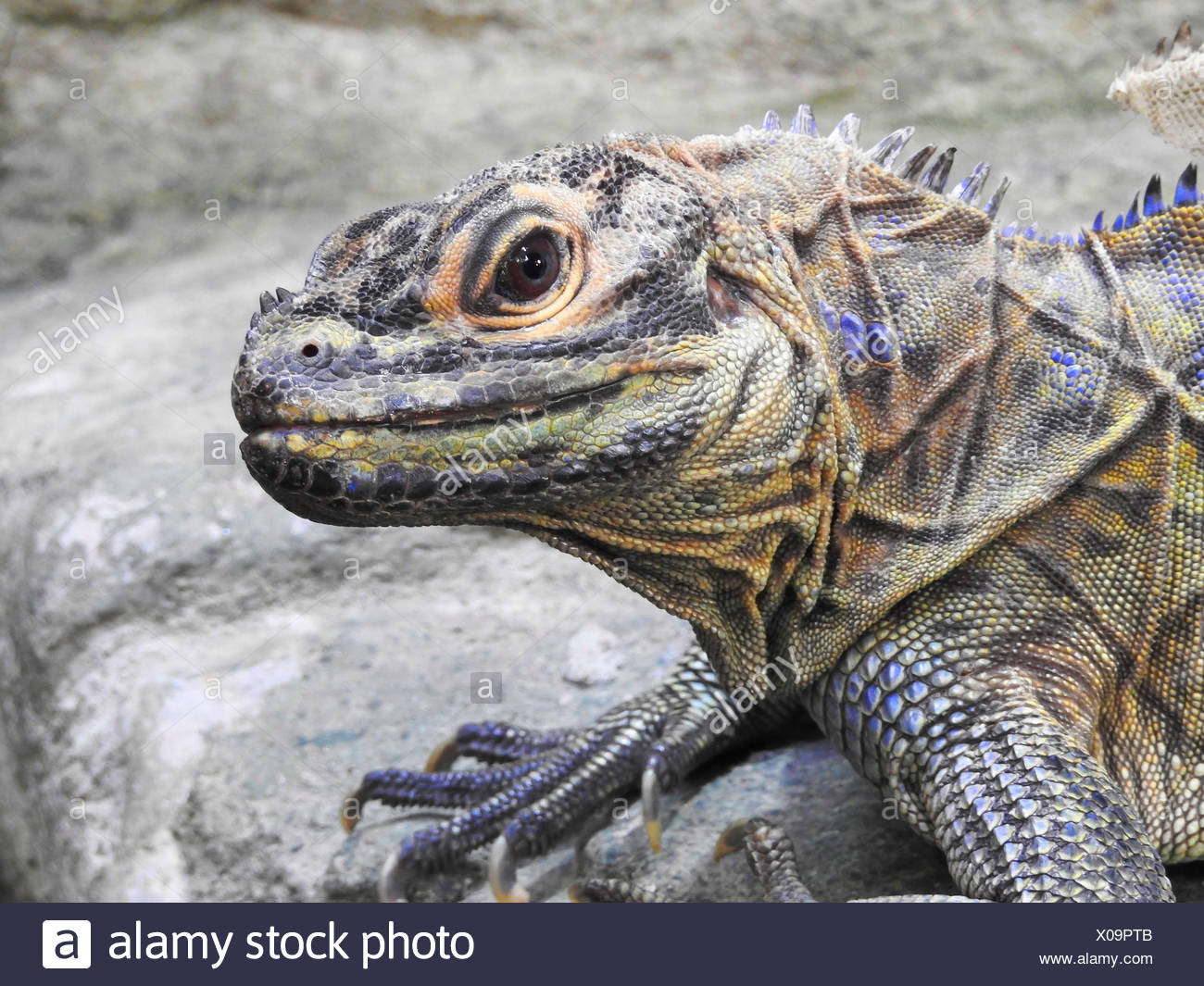 Sailfin Lizards Stock Photos & Sailfin Lizards Stock Images - Alamy