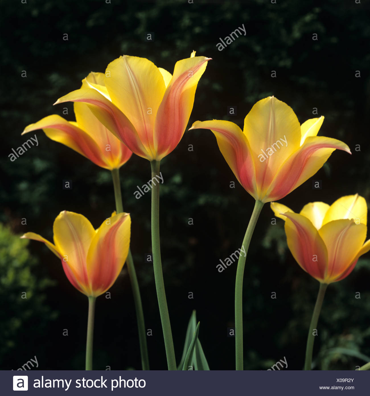 Flowers Of Tulip Blushing Lady Stock Photo Alamy