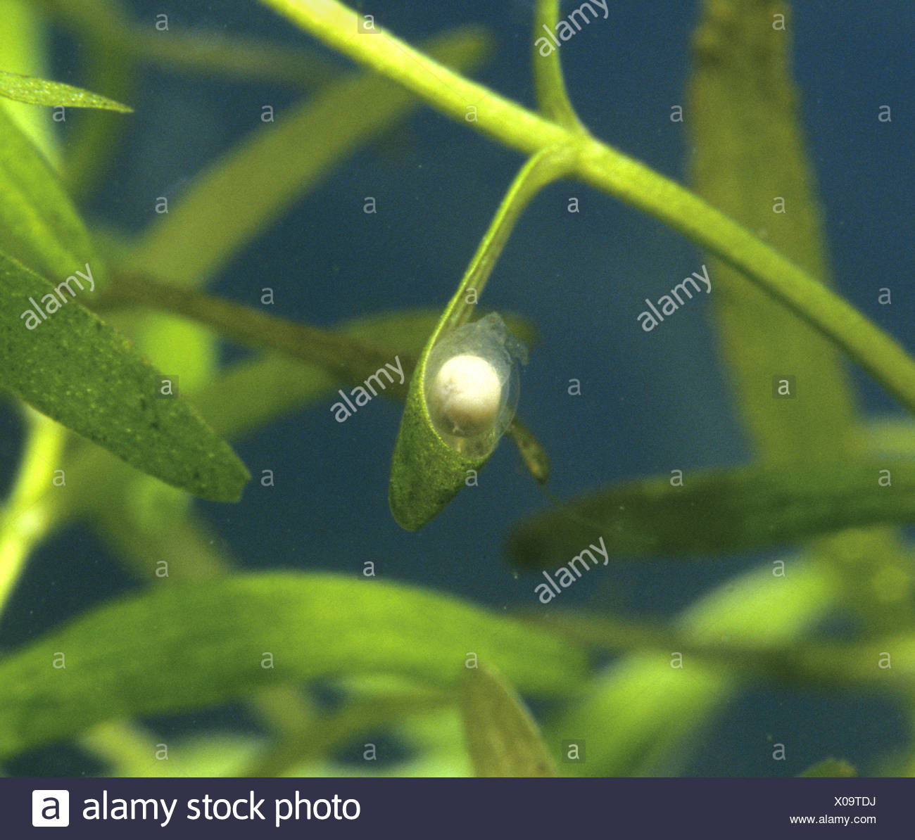 Newt Eggs High Resolution Stock Photography And Images Alamy