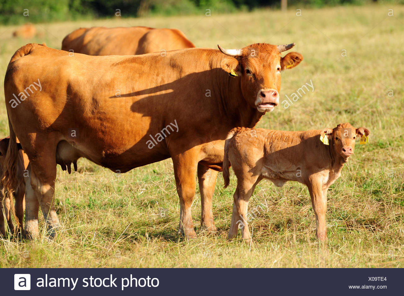 mature date of limousin cattle Hardcore wife swappers pictures