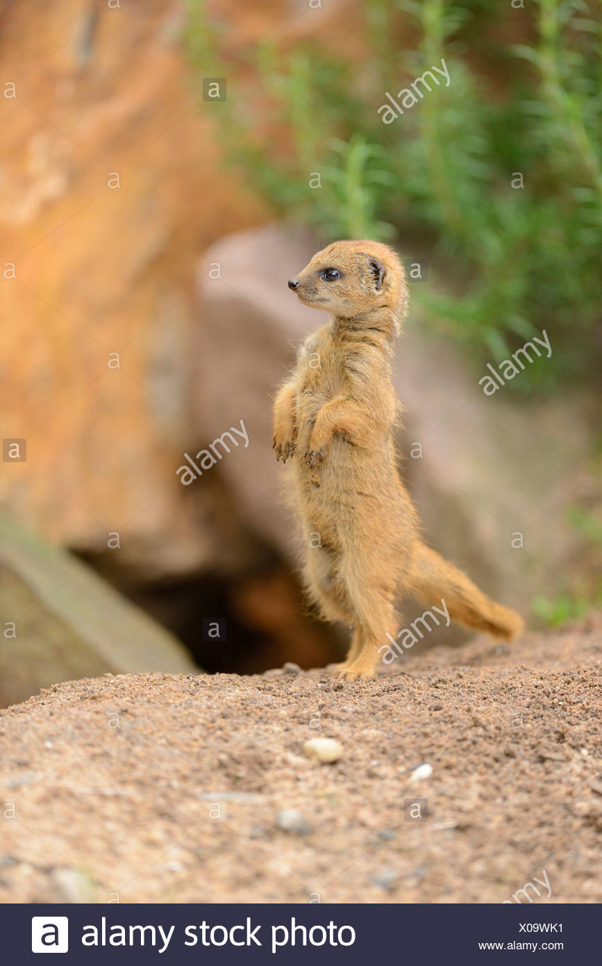 Yellow Mongoose Cynictis Penicillata Baby Stock Photo Alamy