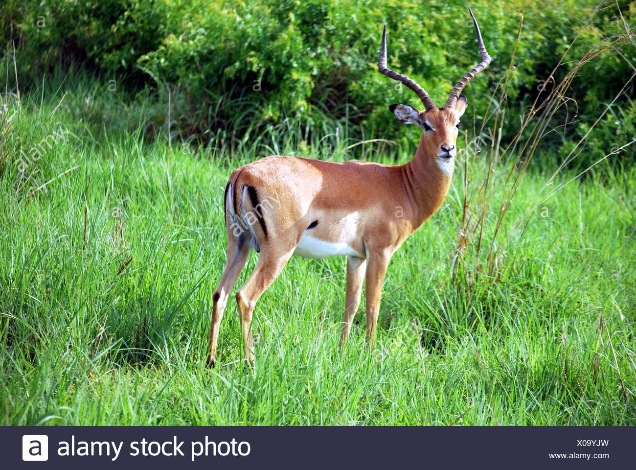 Antelope White Background Stock Photos & Antelope White Background