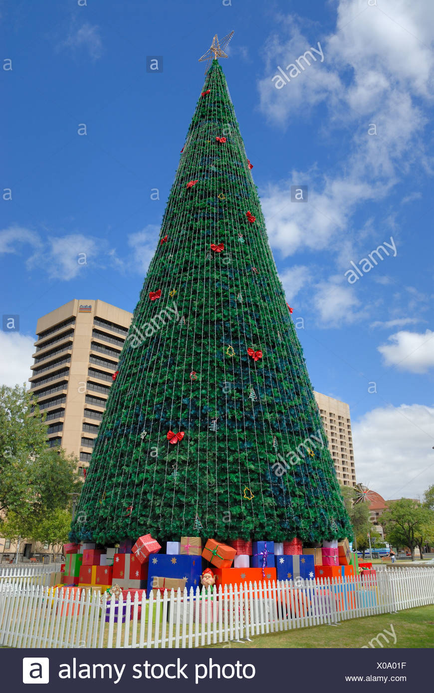 Where To Buy A Real Christmas Tree In Adelaide Buy Walls