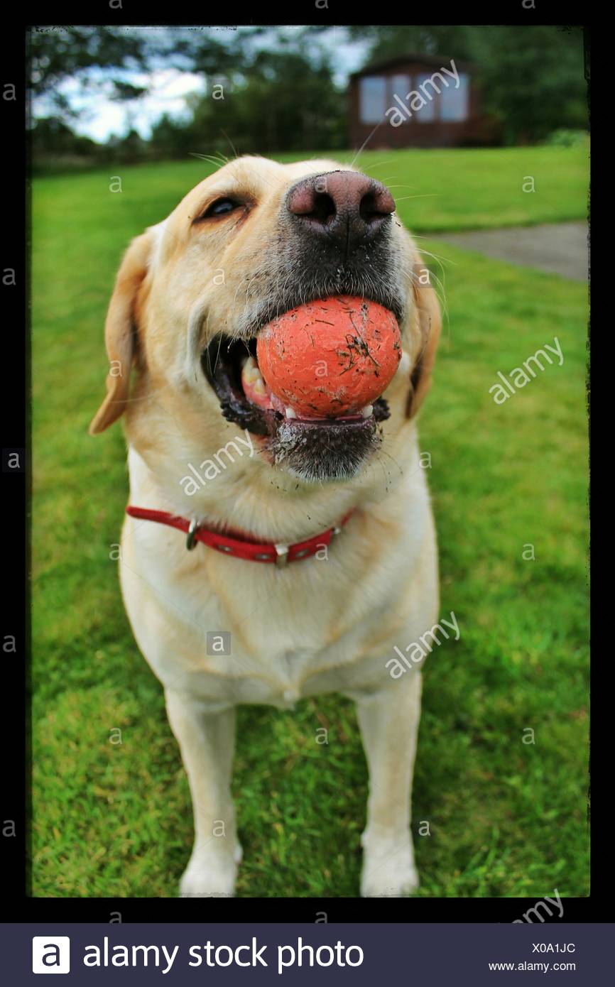 dog with ball in mouth