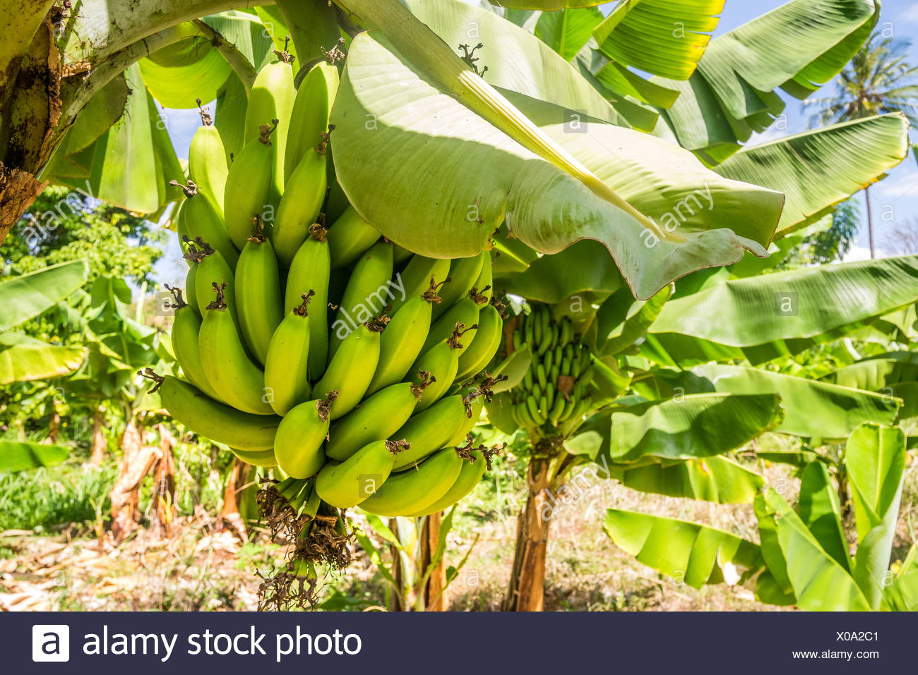Cavendish Banana Stock Photos & Cavendish Banana Stock Images Alamy