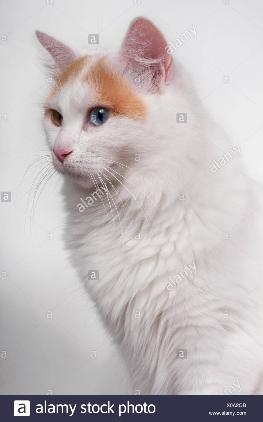 Turkish Cat High Resolution Stock Photography And Images Alamy