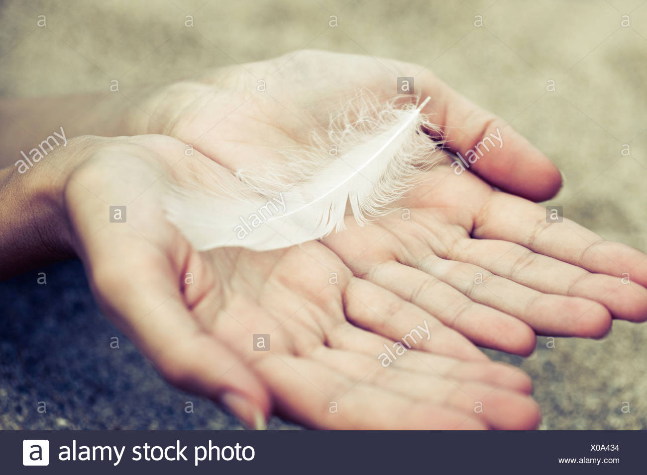 Holding A Feather High Resolution Stock Photography and Images Alamy