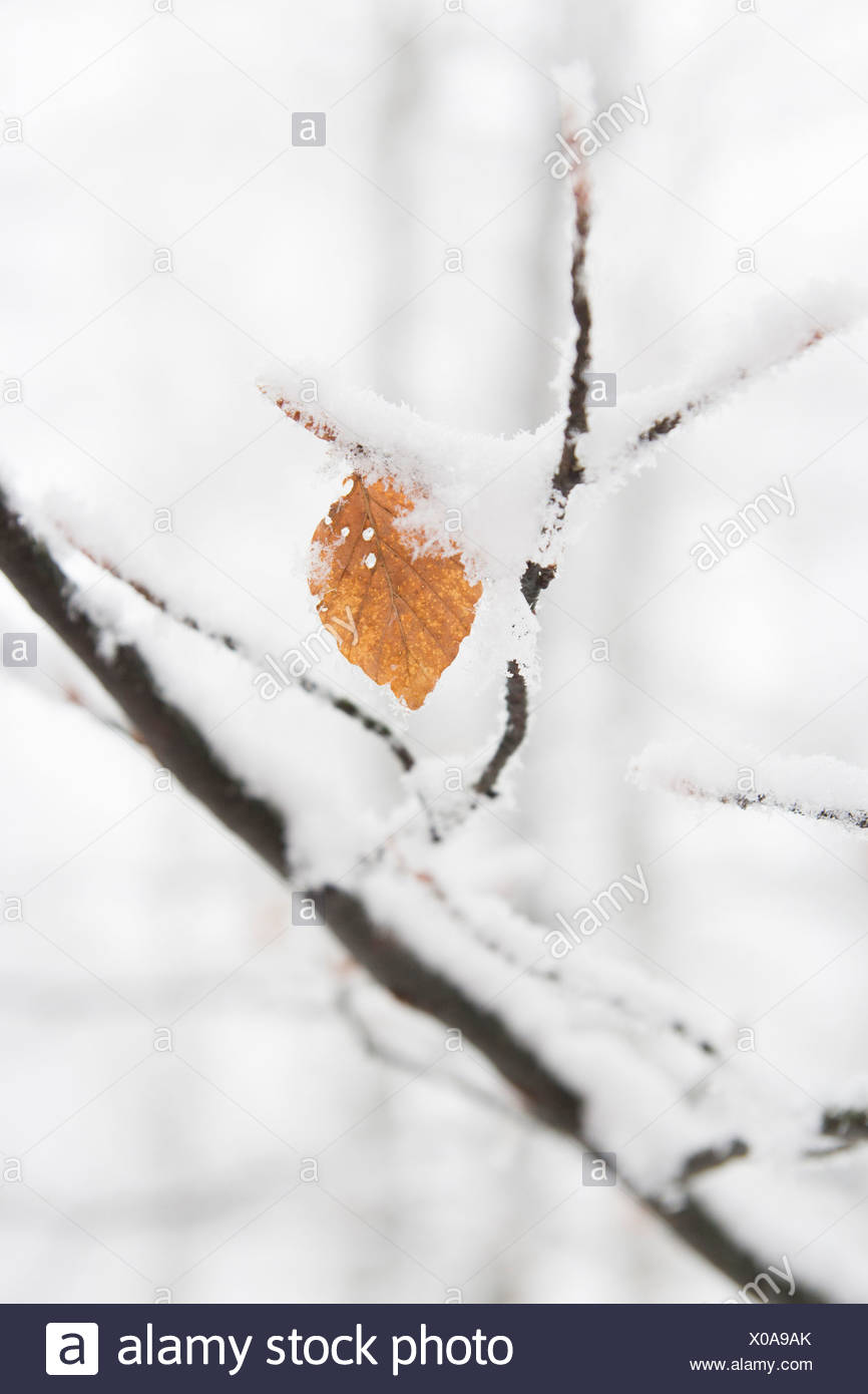 Single winterberg