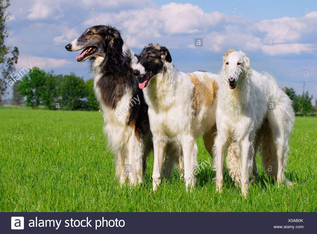 Borzois High Resolution Stock Photography and Images Alamy